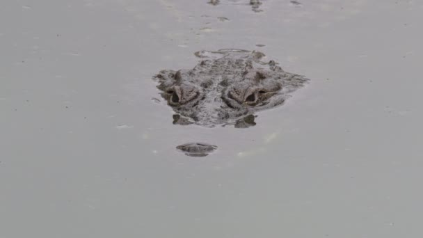 Krokodil Halb Fluss Versunken — Stockvideo
