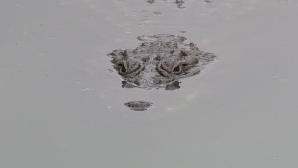 Krokodil Schwimmt Und Schaut Fluss — Stockvideo