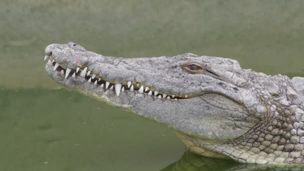 Крокодил Відкриває Очі Річці — стокове відео
