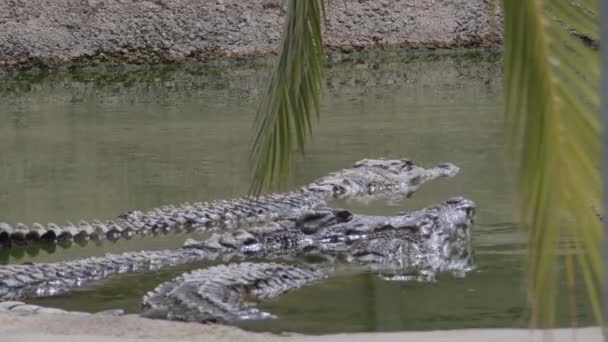 Krokodile Fluss Eines Zoo Naturparks — Stockvideo