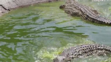 Öfkeli ve aç timsahlar.