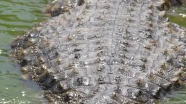 Timsahın cesedi nehre yarı batmış.