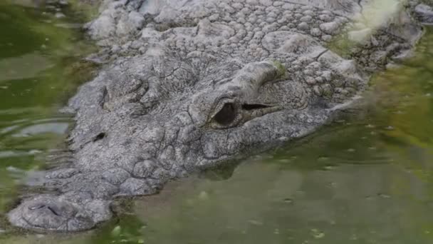 Krokodilkopf Halb Fluss Eines Zoo Naturparks Versunken — Stockvideo