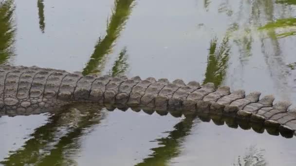 Krokodilschwanz Einem Fluss — Stockvideo