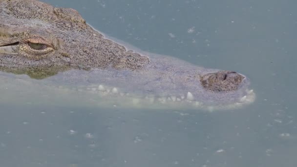 Krokodil Versinkt Fluss — Stockvideo