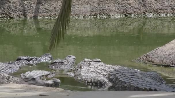 Hayvanat Bahçesinin Doğal Parkında Timsahlar — Stok video