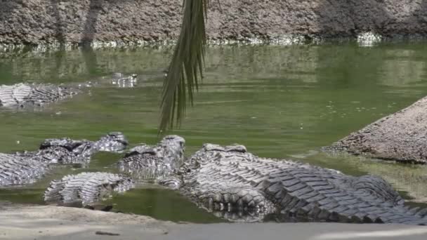 Krokodile Fluss Eines Naturparks — Stockvideo