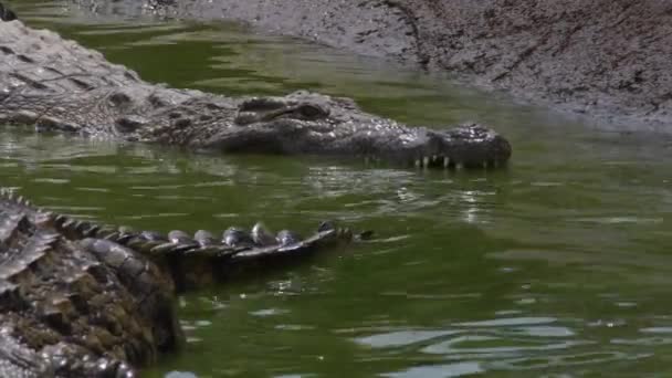 Krokodillen Rivier Van Een Natuurpark — Stockvideo