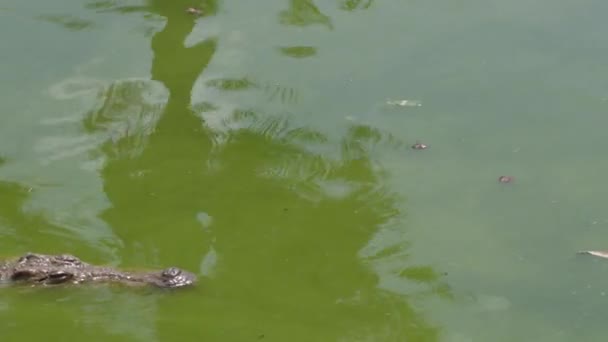 Krokodil Schwimmt Halb Unter Wasser Fluss — Stockvideo