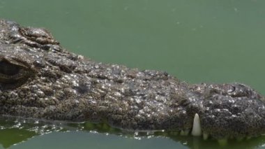 Timsah nehre batıyor, detay.