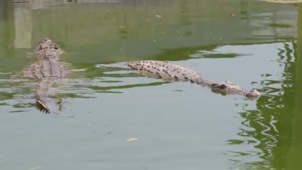 動物園自然公園の川のワニ — ストック動画