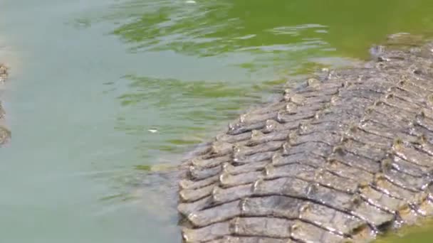 Cuerpo Cocodrilo Medio Sumergido Río Parque Natural Nadando — Vídeos de Stock