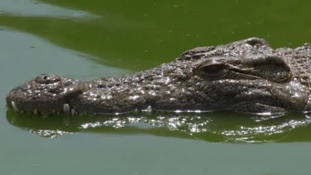 Cabeza Cocodrilo Medio Sumergida Río Parque Natural Zoológico — Vídeos de Stock