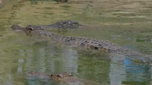 Krokodiler Halvt Nedsänkt Floden Djurpark — Stockvideo