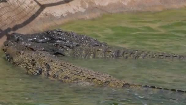 動物園で食べる空腹のワニ自然公園 — ストック動画