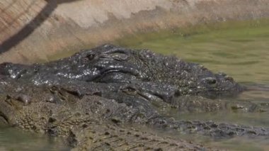 Hayvanat bahçesinde yemek yiyen timsahlar.