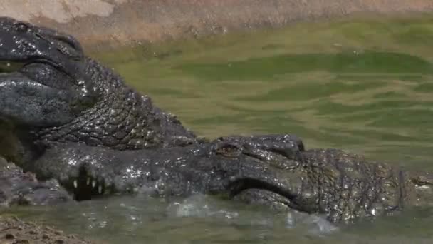 Krokodile Fressen Fluss Eines Zoo Naturparks — Stockvideo