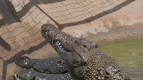 Hungrige Krokodile Fressen Fluss Eines Zoo Naturparks — Stockvideo