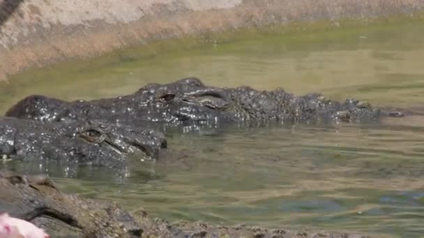 Cocodrilos Comiendo Río Parque Natural Zoológico — Vídeos de Stock