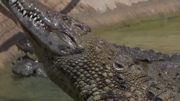 Krokodillen Etend Een Rivier Van Een Dierentuin Natuurlijk Park — Stockvideo