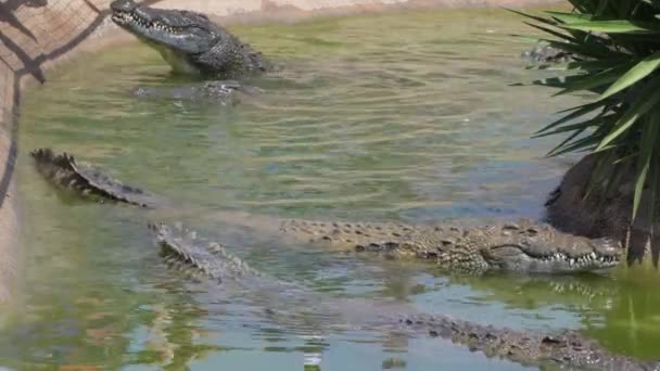 Krokodile Fressen Naturpark Zoo — Stockvideo