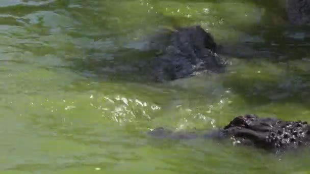 Hongerige Krokodillen Eten Een Rivier — Stockvideo