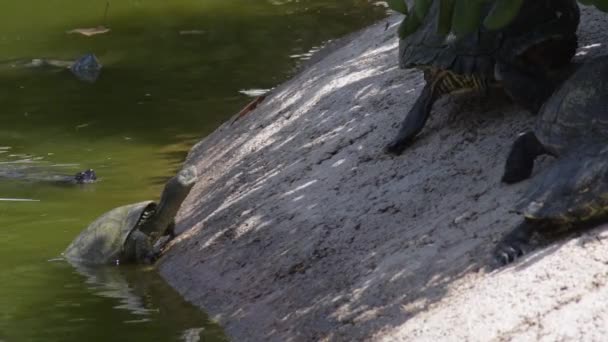 Tortugas Saliendo Río — Vídeos de Stock