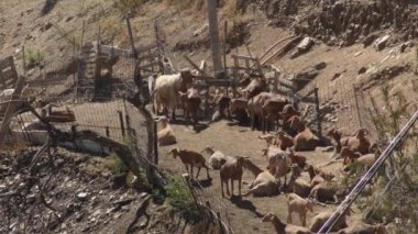 Kalemdeki Malaga keçileri