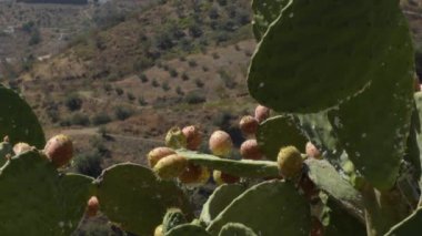 Güneşli bir günde meyveli kaktüs dikenli armut, Opuntia fius indica