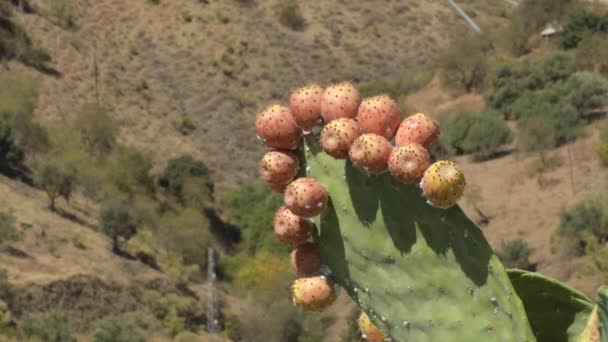 Cactus Aux Fruits Mûrs Poires Fourragères Opuntia Ficus Indica — Video