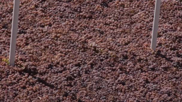 太陽の下でペースロで乾燥レーズンブドウ — ストック動画