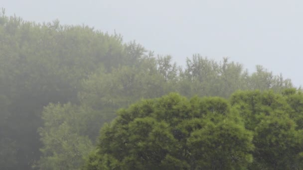 Nebel Zieht Zwischen Kiefern Vorüber — Stockvideo