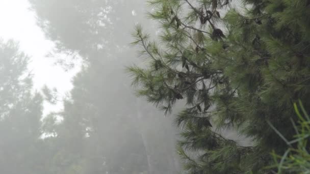 Nebel Und Weisheit Ziehen Zwischen Kiefern Vorbei — Stockvideo