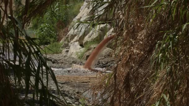 Збирач Стічних Вод Випромінює Лайно Гирлі Річки — стокове відео