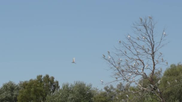 White Birds Dry Tree — Stock Video