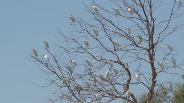 Pájaros Blancos Árbol Seco Día Soleado — Vídeo de stock