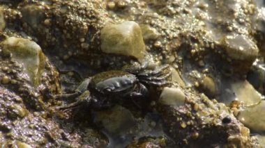 Limanın kayasındaki siğil yengeci Eriha Verrucosa
