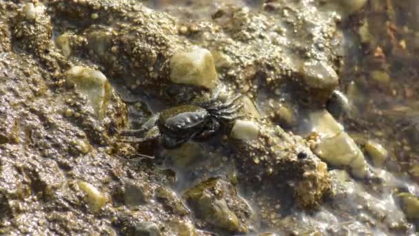 Kleine Warzenkrabbe Eriphia Verrucosa — Stockvideo