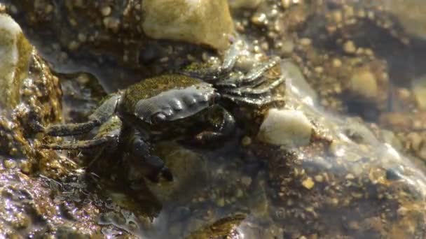 在一个港口的岩石中的疣蟹 埃里温弗鲁科萨 — 图库视频影像