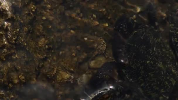 Plajdaki Bir Kayadaki Siğil Yengeci Erio Verrucosa — Stok video
