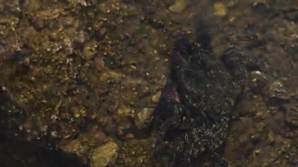 Warzenkrabbe Einem Halb Untergetauchten Felsen Eriphia Verrucosa — Stockvideo