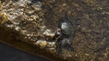 Siğil yengeci Eriha Verrucosa adında bir kayaya yarı batmış.