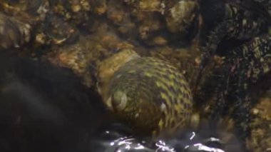 Deniz kaya salyangozu yengeç ile birlikte kayıyor - Eriha Verrucosa - Phorcus lineatus