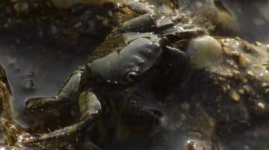 Eriha Verrucosa yarı batmış bir kayadaki siğil yengeci