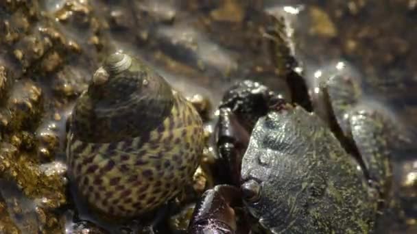 Warty Krab Zee Rots Slak Eriphia Verrucosa Phorcus Lineatus — Stockvideo