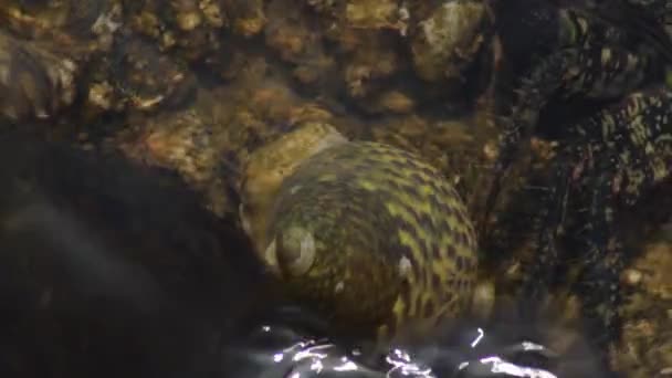 Caracol Roca Marina Deslizándose Junto Cangrejo Erifia Verrucosa Phorcus Lineatus — Vídeo de stock