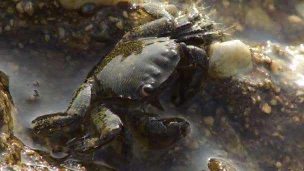 Warty Krab Pół Zanurzone Skale Eriphia Verrucosa — Wideo stockowe