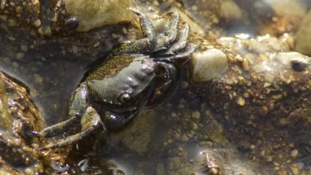 Warty Krab Een Rots Het Strand — Stockvideo