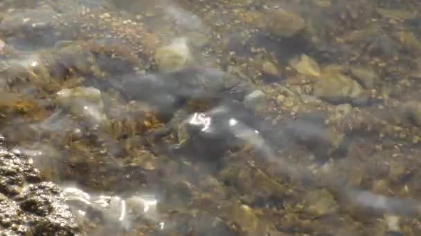 Kleine Warzige Krabbe Einem Halb Untergetauchten Felsen Eriphia Verrucosa — Stockvideo