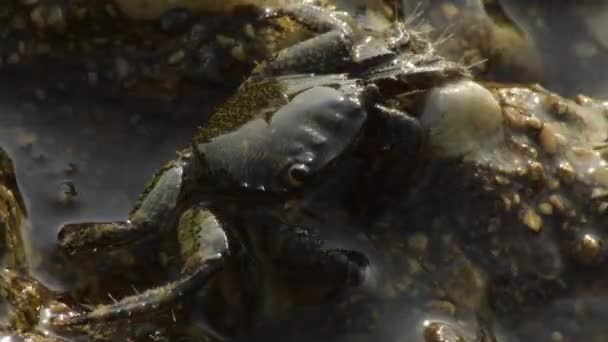 Crabe Verruqueux Dans Rocher Moitié Submergé Eriphia Verrucosa — Video